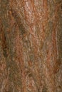Bark of Scots Pine Royalty Free Stock Photo