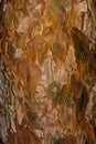 Bark of Scots Pine Royalty Free Stock Photo