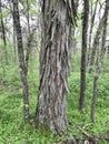 Tree Identification. Bark. Shagbark Hickory