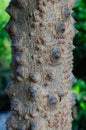 Bark of a Silkcotton Tree Bombax ceiba L Royalty Free Stock Photo