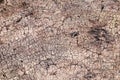 Bark skin use texture background.vintage desige
