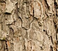 Bark of spruce tree Royalty Free Stock Photo
