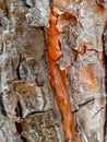 Bark of a spruce tree. Pine. Nature. Photo background Royalty Free Stock Photo