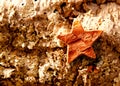 Bark star shape christmas symbol on cork Royalty Free Stock Photo