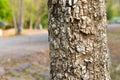 Bark stem tree