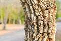 Bark stem tree