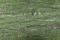 Bark of a striped maple, Acer pensylvanicum Royalty Free Stock Photo
