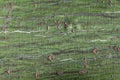 Bark of a striped maple, Acer pensylvanicum