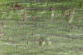 Bark of a striped maple, Acer pensylvanicum