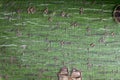 Bark of a striped maple, Acer pensylvanicum