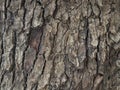 bark structure. Tree trunk close-up. Bark of tree. Botany Royalty Free Stock Photo