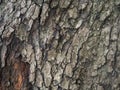 bark structure. Tree trunk close-up. Bark of tree. Botany Royalty Free Stock Photo