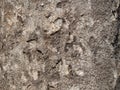 bark structure. Tree trunk close-up. Bark of tree. Botany Royalty Free Stock Photo