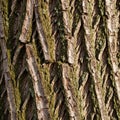 Of the bark suggests a mature tree, possibly from a species like Royalty Free Stock Photo