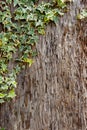 bark surface with leaves Royalty Free Stock Photo