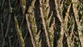 Bark surface suggests an older tree likely found in a temperate Royalty Free Stock Photo