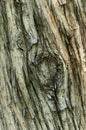 Bark surface texture Royalty Free Stock Photo