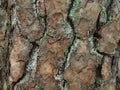 Bark of Tabor pine, the pine variety of very straight and high growth