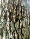 The bark of the tamarind tree whose fruits are needed by people Royalty Free Stock Photo
