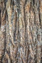 Bark of Tembusu Royalty Free Stock Photo