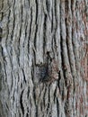 Bark of Tembusu Tree Royalty Free Stock Photo