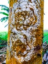 This is the bark of the Terminalia arjuna, is a tree of genus Terminalia. It is commonly known as arjuna or arjun tree in English Royalty Free Stock Photo