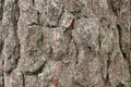 bark texture