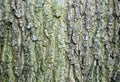 Bark texture Royalty Free Stock Photo