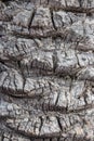 Bark texture background. Close-up of a light gray brown palm tree bark in spain with a hilly uneven surface whereby the natural Royalty Free Stock Photo