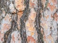 Bark texture background Scots pine Royalty Free Stock Photo