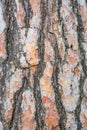 Bark texture background Scots pine Royalty Free Stock Photo