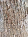 Bark Texture Royalty Free Stock Photo