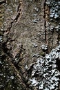 Bark texture of cherry blossom tree Prunus Serrulata or Sakura with lichen growing on its surface Royalty Free Stock Photo