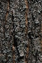 Bark texture of cherry blossom tree Prunus Serrulata or Sakura with lichen growing on its surface Royalty Free Stock Photo