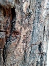 Bark texture or close up of Babool, Gum Arabic Tree, Vachellia Nilotica, Kikar