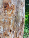 The bark texture of a eucalyptus tree Royalty Free Stock Photo