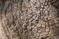 Bark texture of an Ombu tree