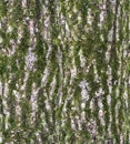Bark texture with fluffy green moss - seamless pattern Royalty Free Stock Photo