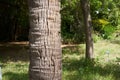 Bark texture gray hairy close up of evergreen tree Araucaria araucana, monkey tail tree, Monkey Tail Tree peven or