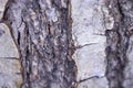 Bark texture, macro photo. It is suitable for the background in narrations about nature.