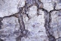 Bark texture, macro photo. It is suitable for the background in narrations about nature.