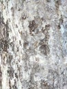 Bark  Texture Royalty Free Stock Photo