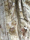 Bark  Texture Royalty Free Stock Photo