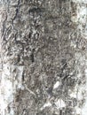 Bark  Texture Royalty Free Stock Photo