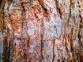 Bark texture old huge redwood or sequoia tree.Scuffed scaly, fibrous,damaged trunk surface with cracks.Horizontal banner Royalty Free Stock Photo