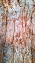 Bark texture old huge redwood or sequoia tree.Scuffed scaly, fibrous,damaged trunk surface with cracks.Horizontal banner