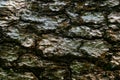 Bark texture of old tree close up Royalty Free Stock Photo