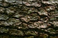 Bark texture of old tree close up Royalty Free Stock Photo