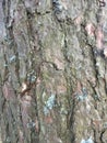 Bark Texture Pattern. Trunk Abstract Wood Royalty Free Stock Photo