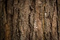 Bark texture of pine tree. Royalty Free Stock Photo